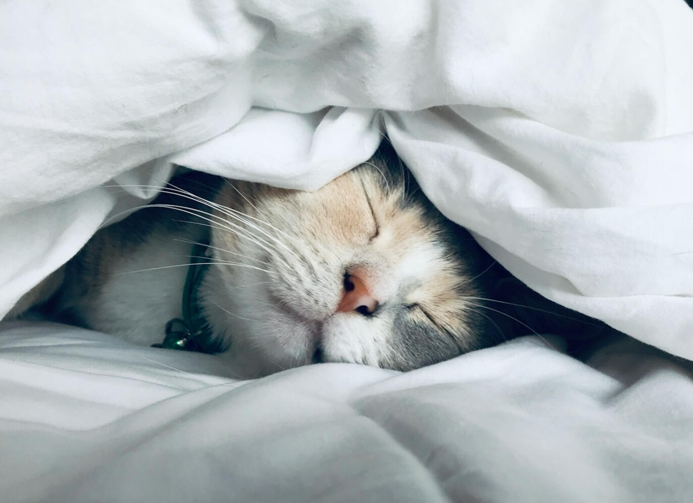 Cat, snuggled under a white blanket, sleeping peacefully.
