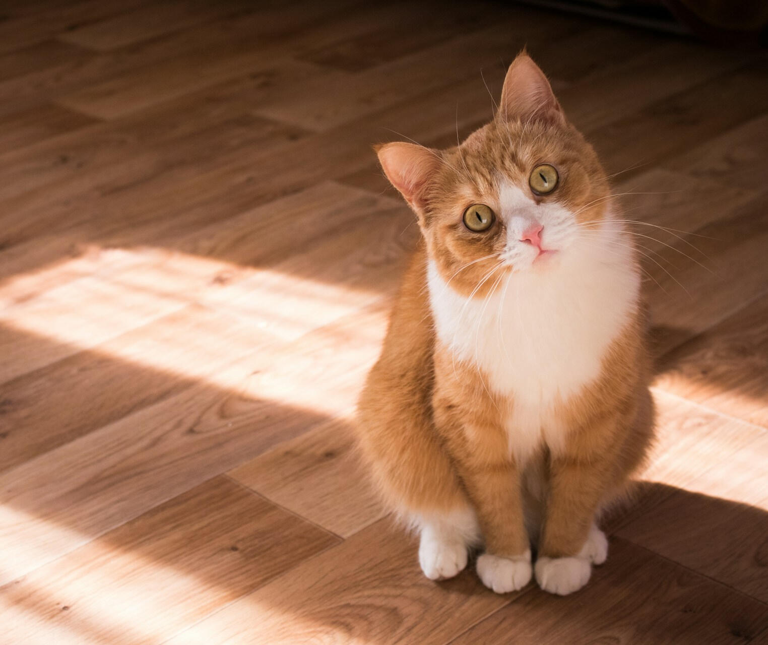 An orange and white cat sitting on a sunlit floor, looking up with wide, curious eyes.
