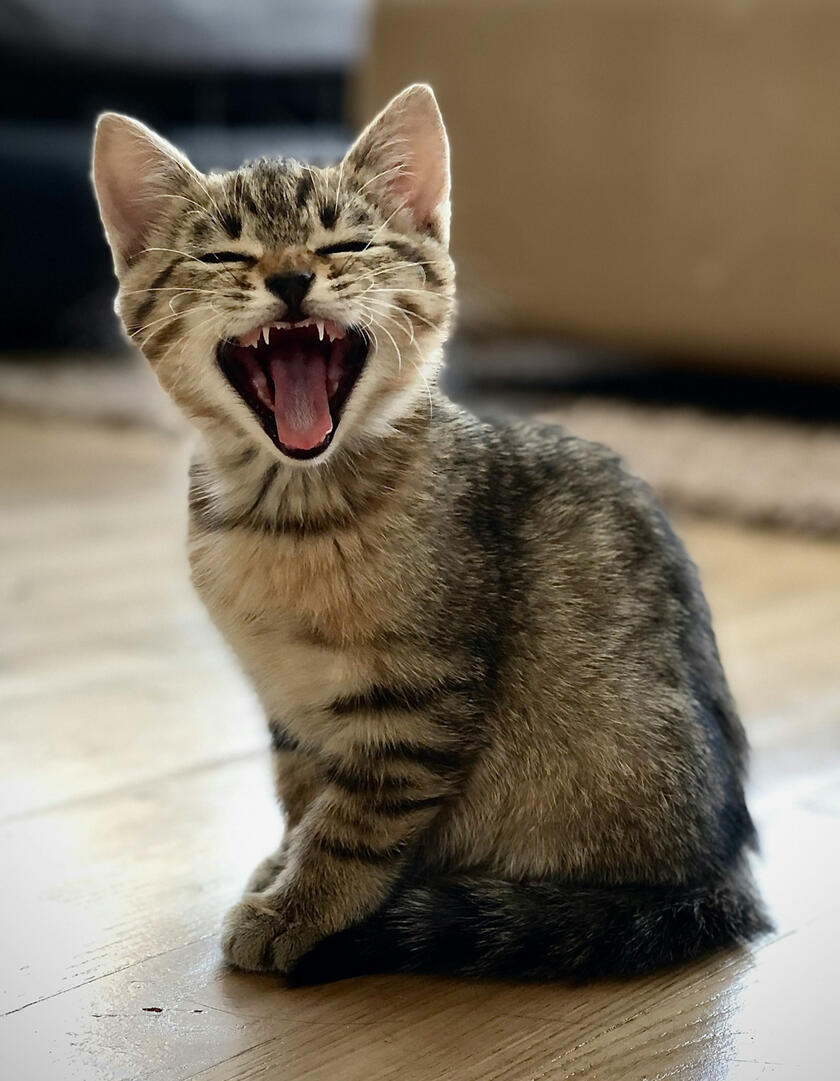 A small tabby kitten sitting on the floor, mouth wide open in a big yawn.