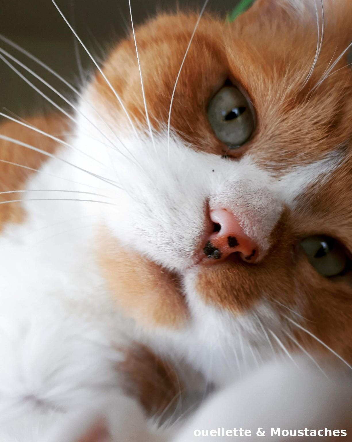 Close-up of Charlie, an orange and white tabby cat with green eyes, resting peacefully with a soft expression.